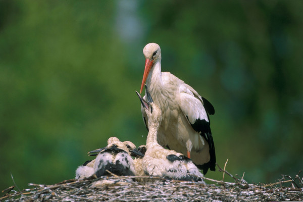 Billet d'entrée - Naturoparc - Bonjour Alsace