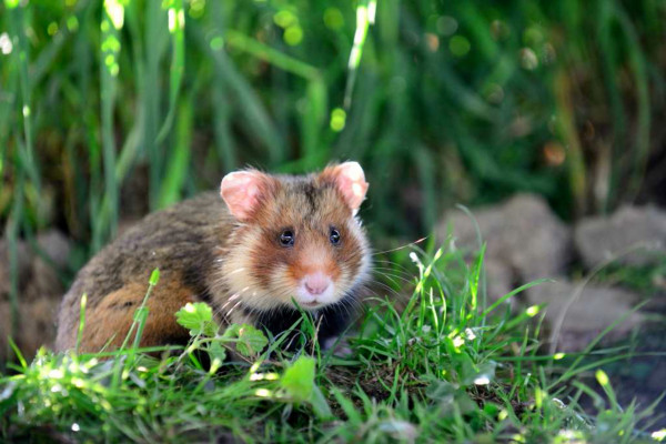 Billet d'entrée - Naturoparc - Bonjour Alsace