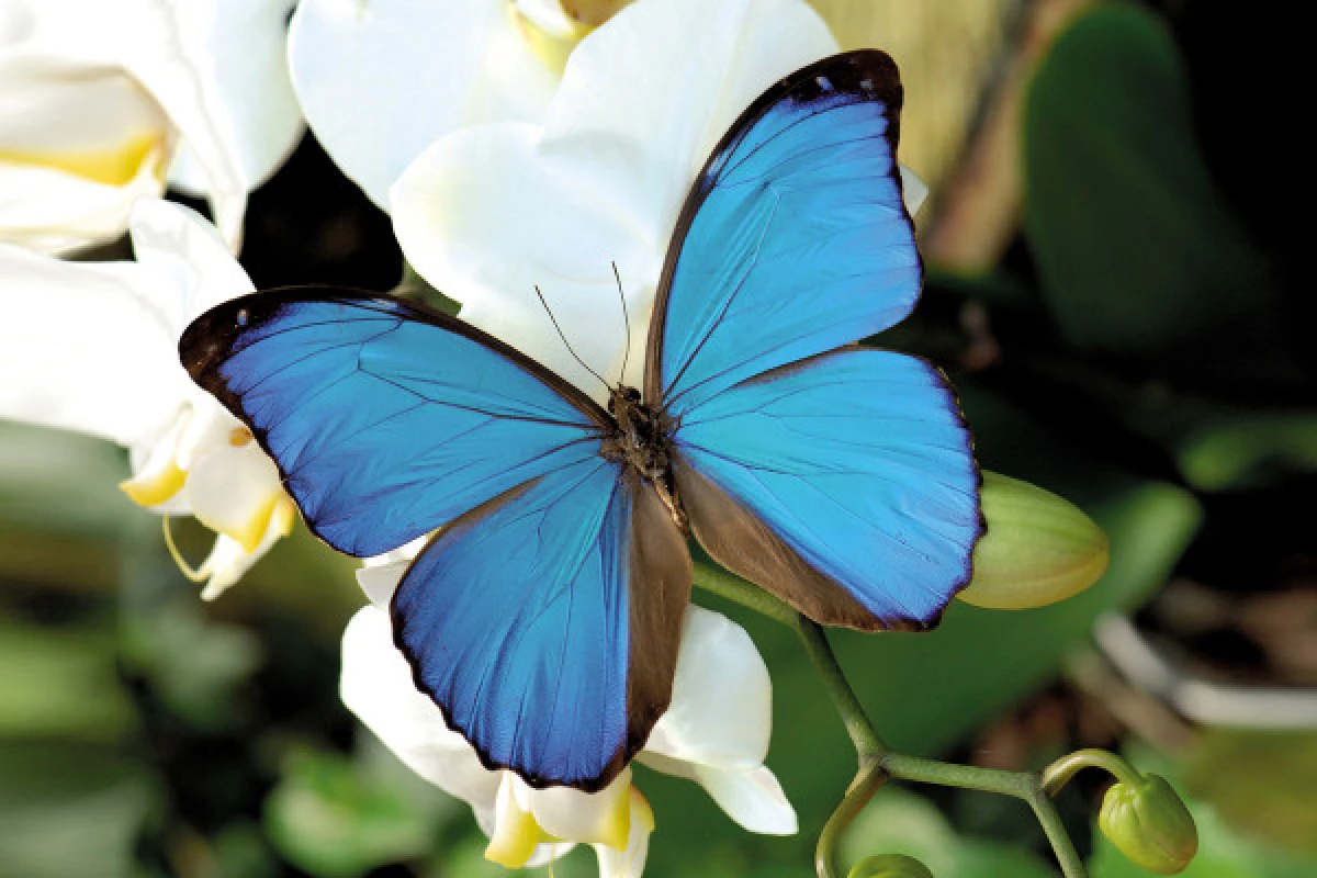 Billet Jardins des Papillons 1€ de réduction par adulte - Bonjour Alsace