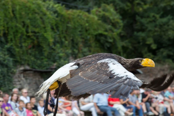 Bonjour Alsace | Billet d'entrée 2022 - Volerie des Aigles