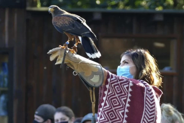 Bonjour Alsace | Billet d'entrée 2022 - Volerie des Aigles