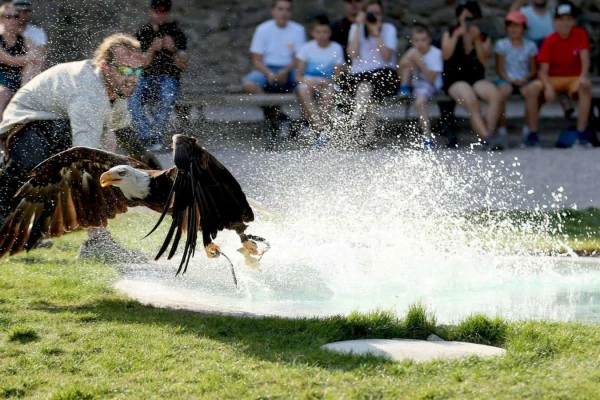 Bonjour Alsace | Billet d'entrée 2022 - Volerie des Aigles