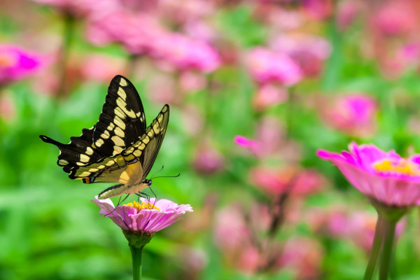 Bonjour Alsace | Billet d'entrée coupe-file - Jardins des Papillons