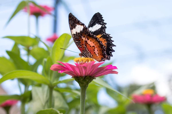 Bonjour Alsace | Billet d'entrée coupe-file - Jardins des Papillons
