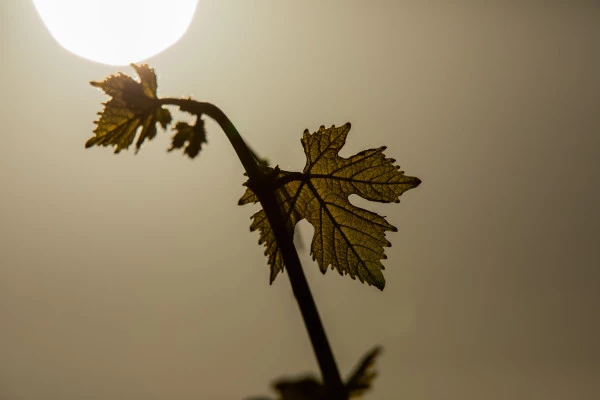 Biodynamie : un vigneron vous explique la différence ! - Bonjour Alsace