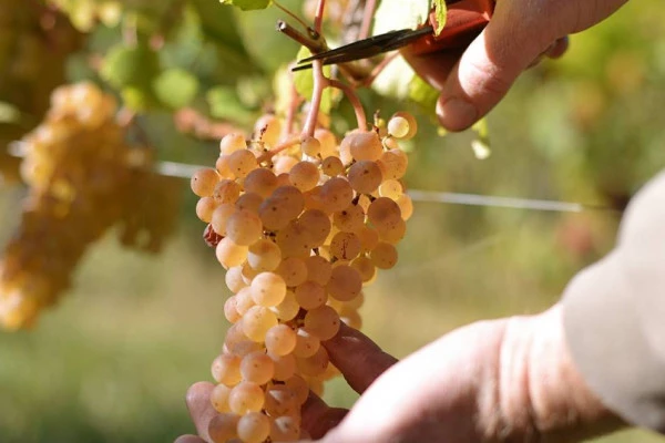Casse-croûte du Vigneron - Bonjour Alsace