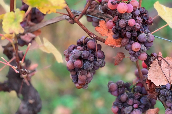 Caves de Noël - Les Secrets des Vendanges Tardives - Bonjour Alsace