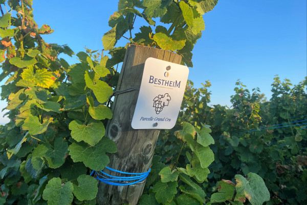 Chasse au Trésor dans le vignoble du Marckrain - Bonjour Alsace