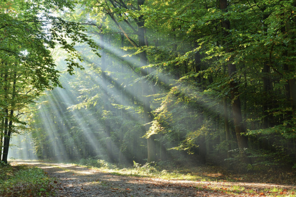 CHASSE AUX TRÉSORS DIGITALE À PIED OU À VÉLO - Bonjour Alsace
