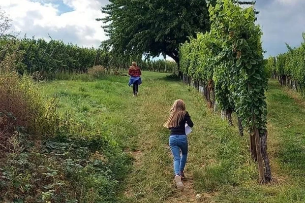 Bonjour Alsace | Chasse au Trésor dans le vignoble du Marckrain