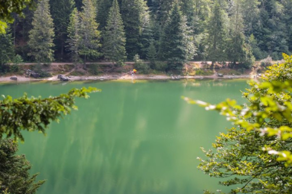 Découverte Sylvothérapie dans les Vosges - Bonjour Alsace
