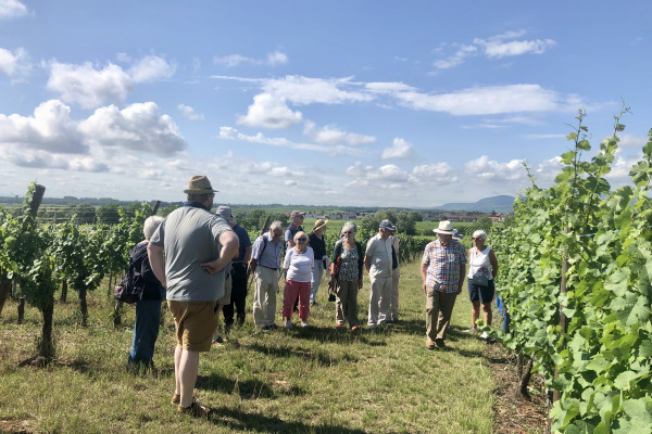Découverte vigneronne : l'âme d'un domaine - Bonjour Alsace Découverte vigneronne : l'âme d'un domaine - Bonjour Alsace