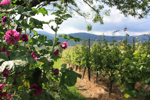Bonjour Alsace | Découverte vigneronne