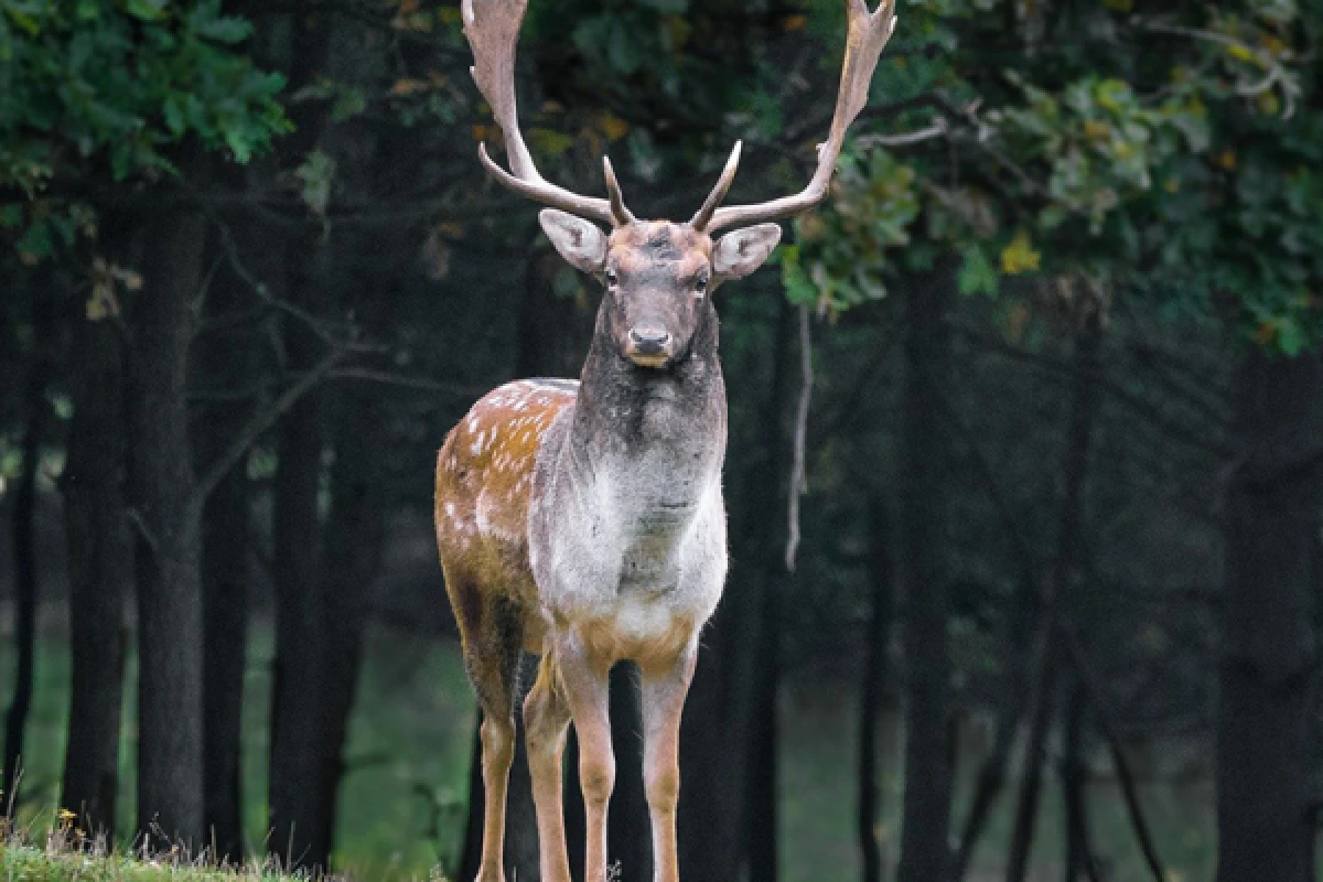 Découvrez le Cerf Elaphe ! - Bonjour Alsace