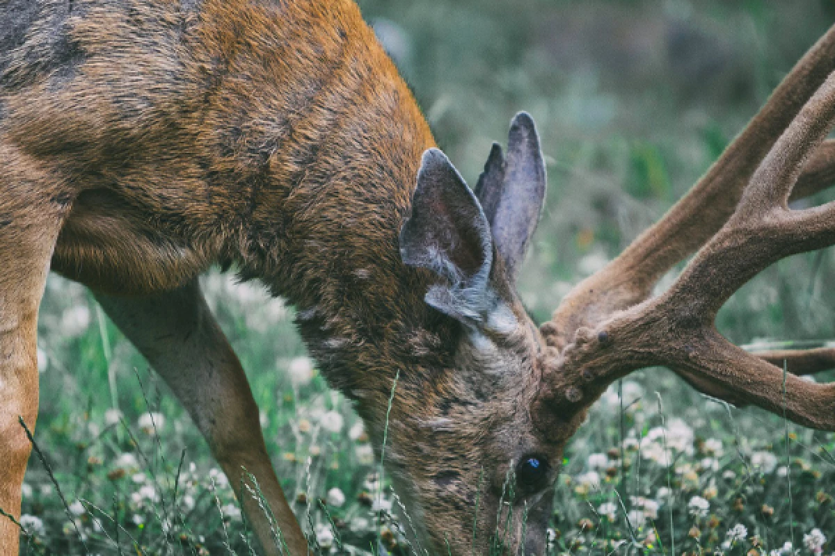 Découvrez le Cerf Elaphe ! - Bonjour Alsace