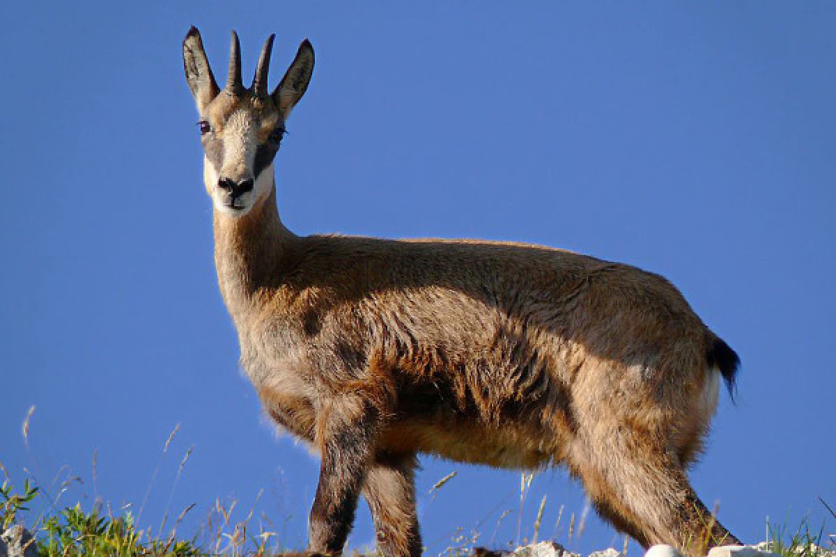 Le champion de nos montagnes, Chamois ! - Bonjour Alsace
