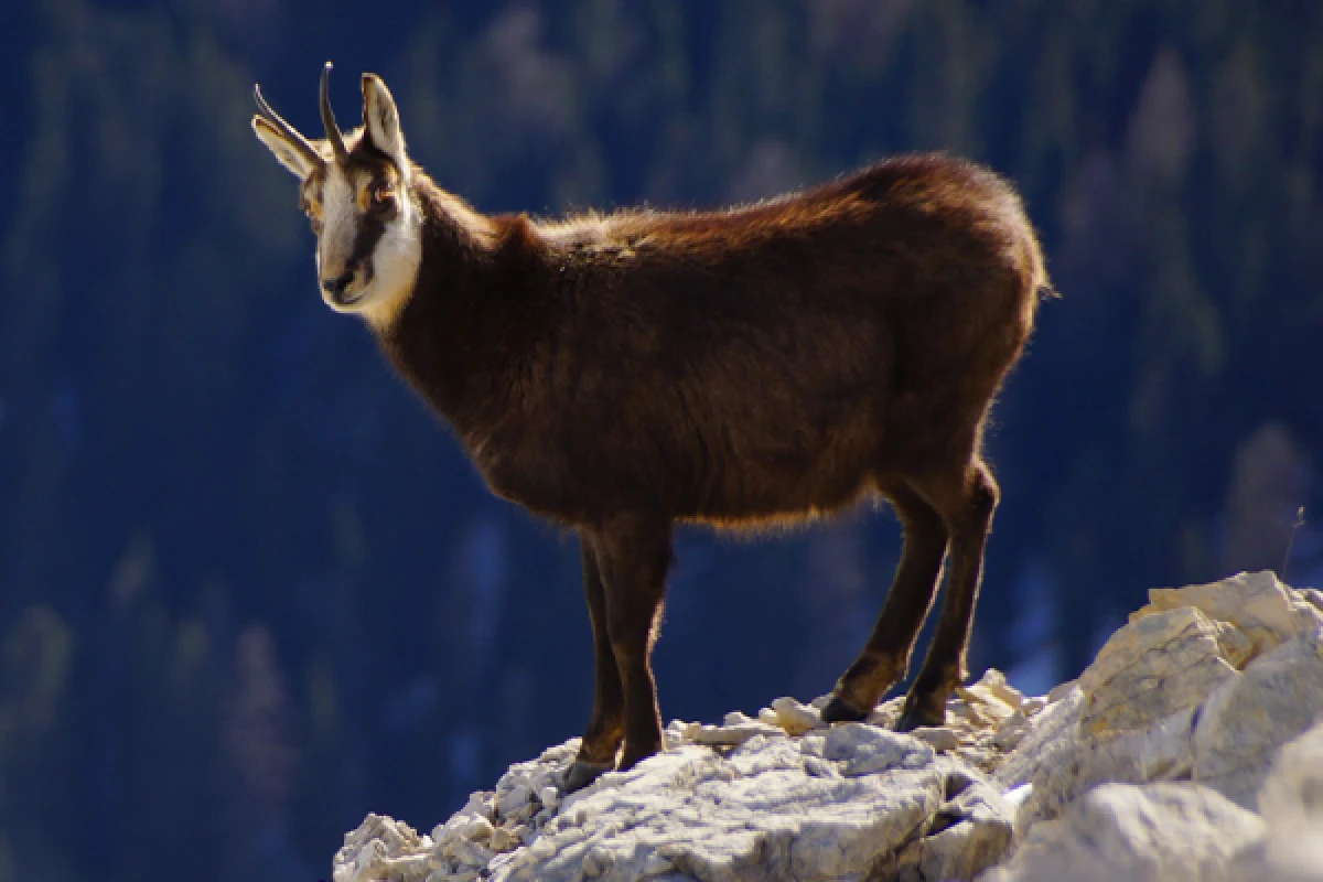 Le champion de nos montagnes, Chamois ! - Bonjour Alsace