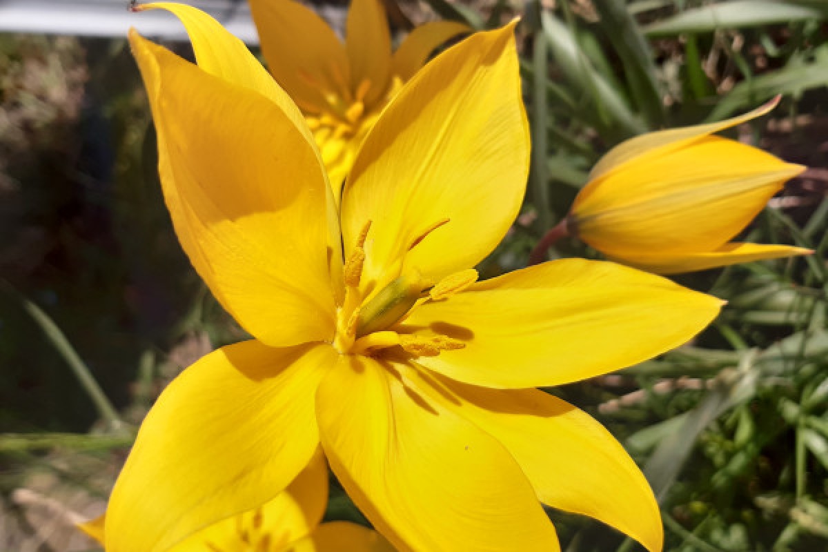 Entre cépages et pétales : la vigne et sa flore - Bonjour Alsace