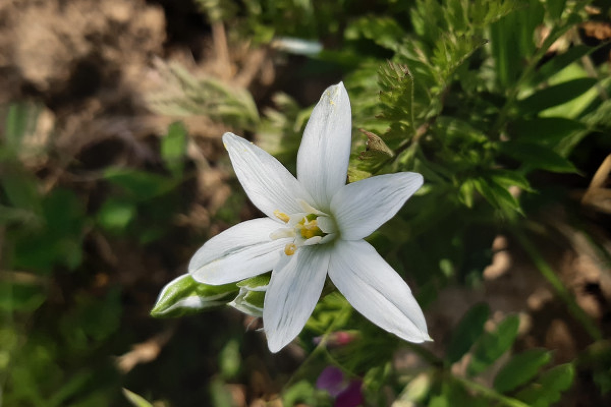 Entre cépages et pétales : la vigne et sa flore - Bonjour Alsace