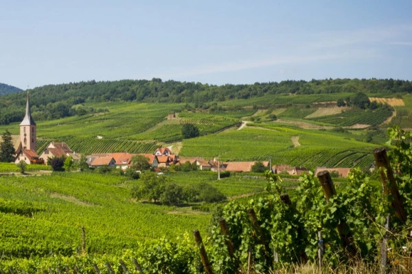 Bonjour Alsace | Excursion d'une demi-journée sur la Route des Vins