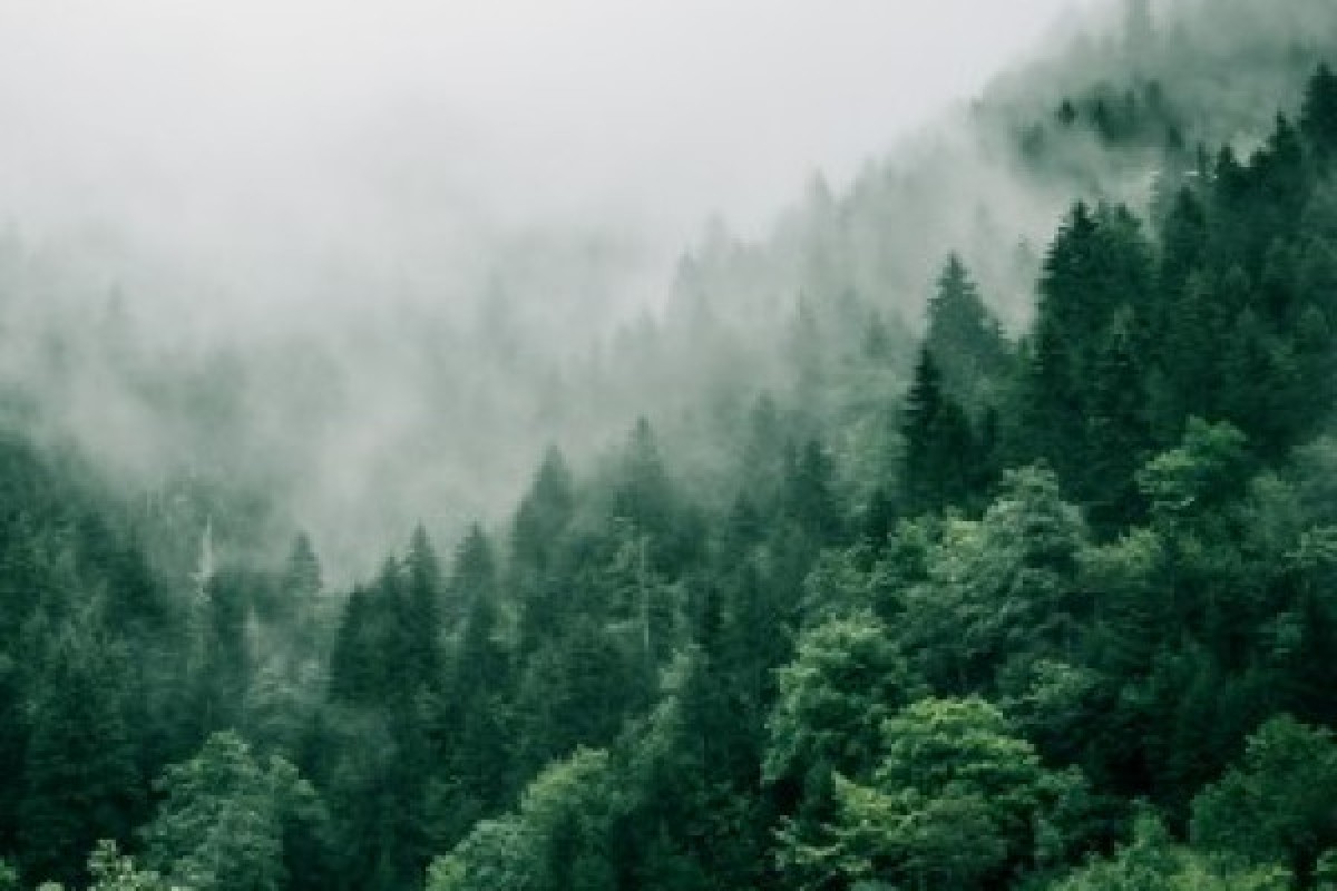 Bain de forêt - Bonjour Alsace