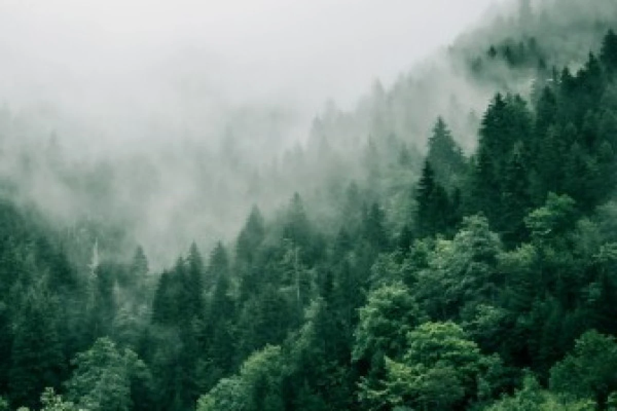 Bain de forêt - Bonjour Alsace