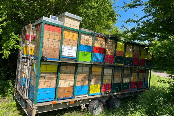 Honig-Verkostung für 2 - Bonjour Alsace Honig-Verkostung für 2 - Bonjour Alsace