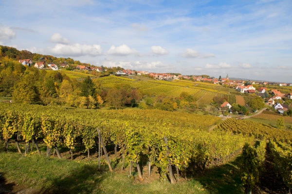 Bonjour Alsace | L'Odyssée d'un cépage oublié
