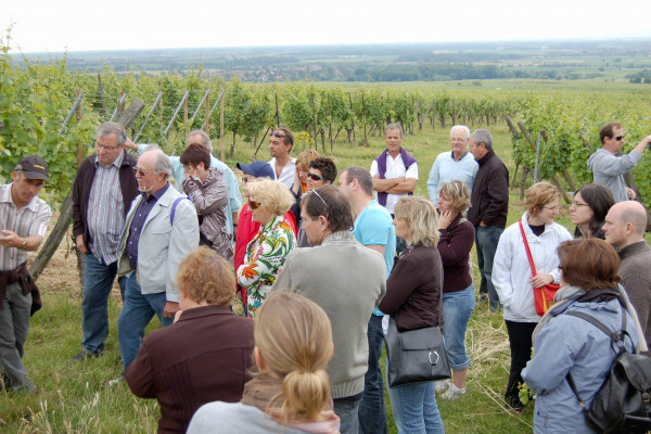 Bonjour Alsace | L'Odyssée d'un cépage oublié
