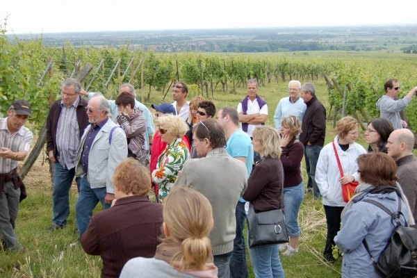 Bonjour Alsace | L'Odyssée d'un cépage oublié