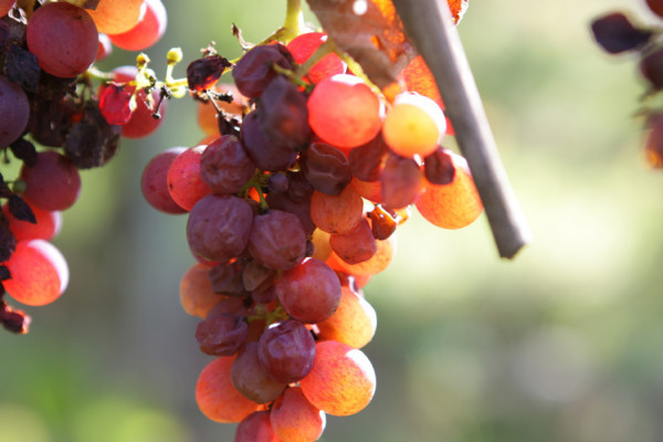 Bonjour Alsace | Les coulisses du métier de vigneron en biodynamie