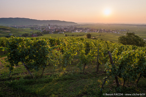 Bonjour Alsace | MASTERCLASS RIESLING
