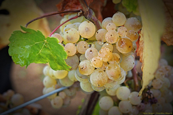 Bonjour Alsace | MASTERCLASS RIESLING