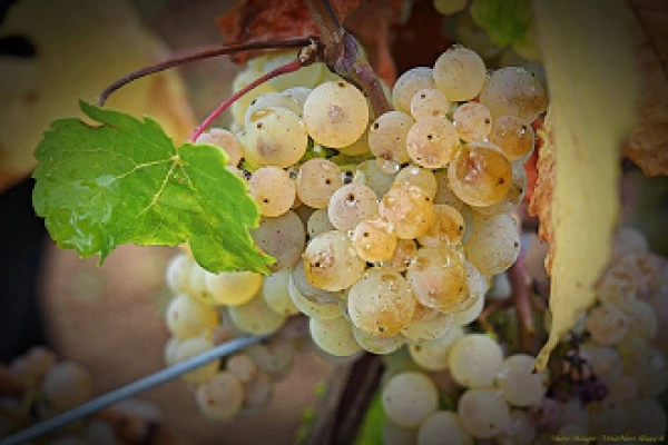 Bonjour Alsace | Dégustation Riesling d'Alsace et Terroirs