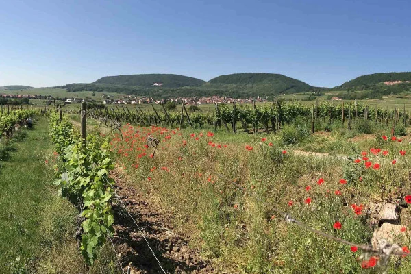 Bonjour Alsace | Osez le vin au féminin - Pique-Nique VIP