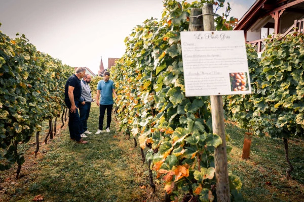 Parenthèse Vigneronne 'Initiation à la dégustation' - Bonjour Alsace