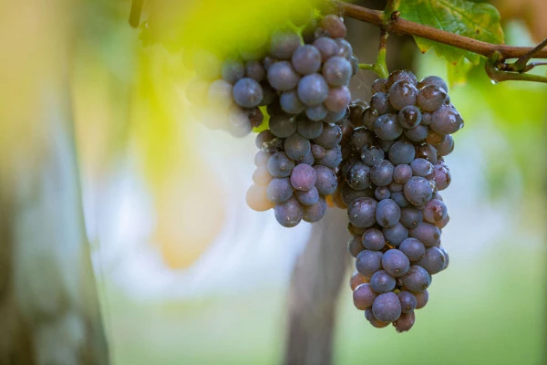 Parenthèse Vigneronne 'Initiation à la dégustation' - Bonjour Alsace