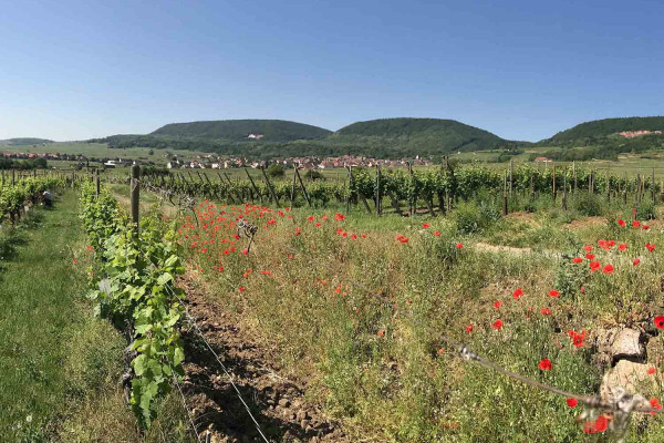 Bonjour Alsace | Pique-Nique chez le Vigneron Indépendant - 27ème édition