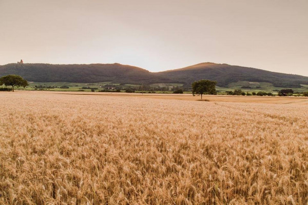 Planchette, visite et dégustation - Bonjour Alsace