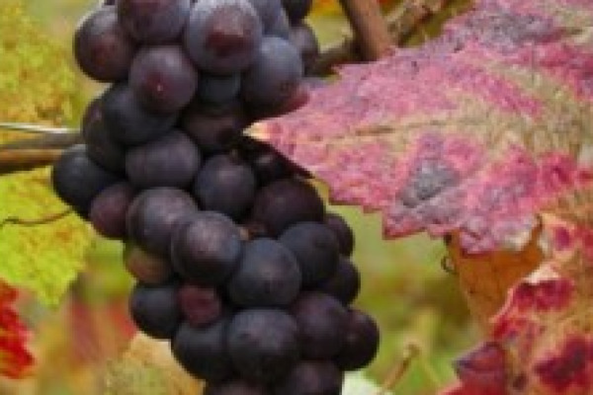 Randonnée Bacchus - Dieu du Vin - Bonjour Alsace