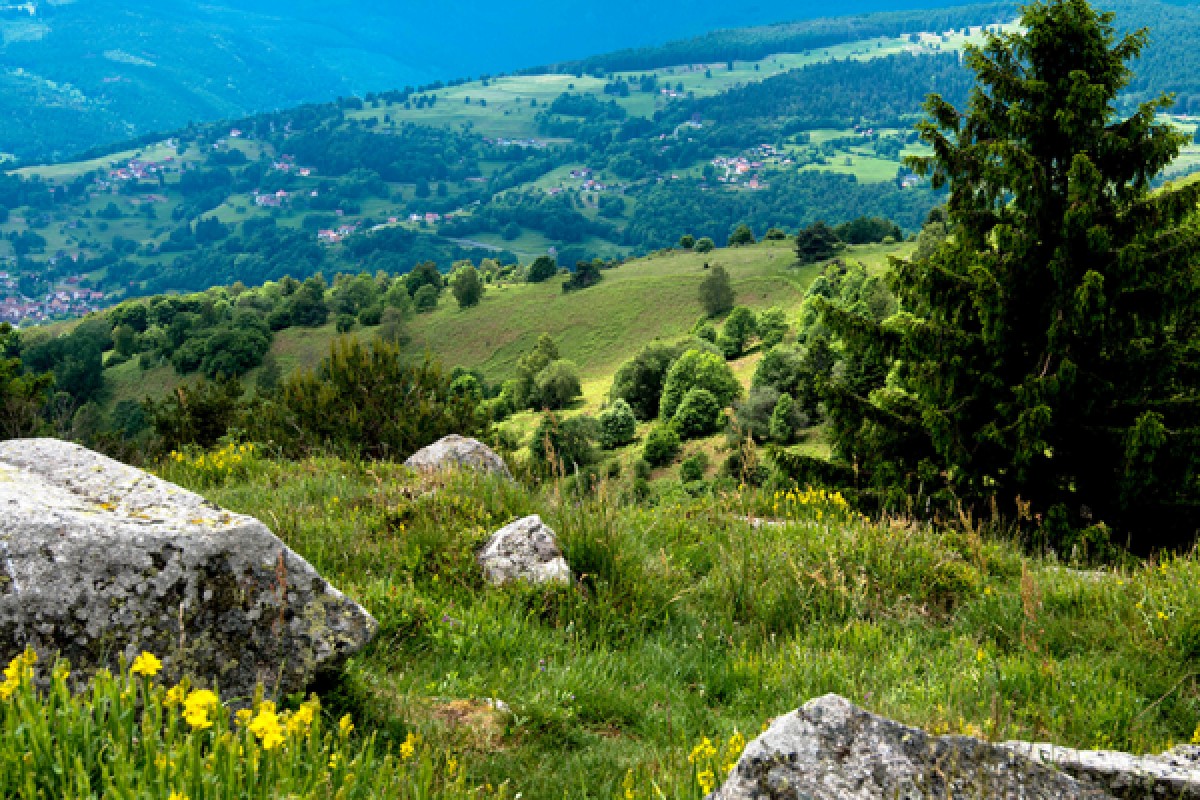 Randonnée et Qi Gong dans les Vosges - Bonjour Alsace