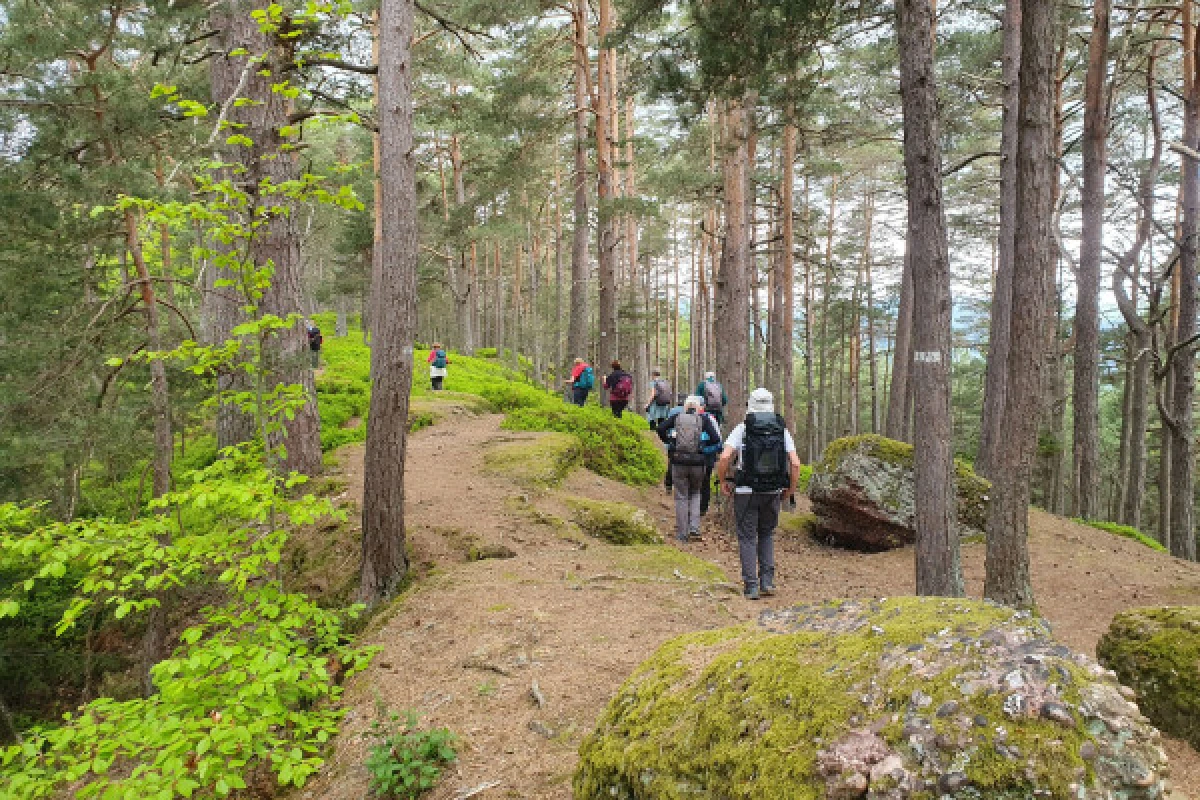 Randonnée familiale en forêt - Bonjour Alsace