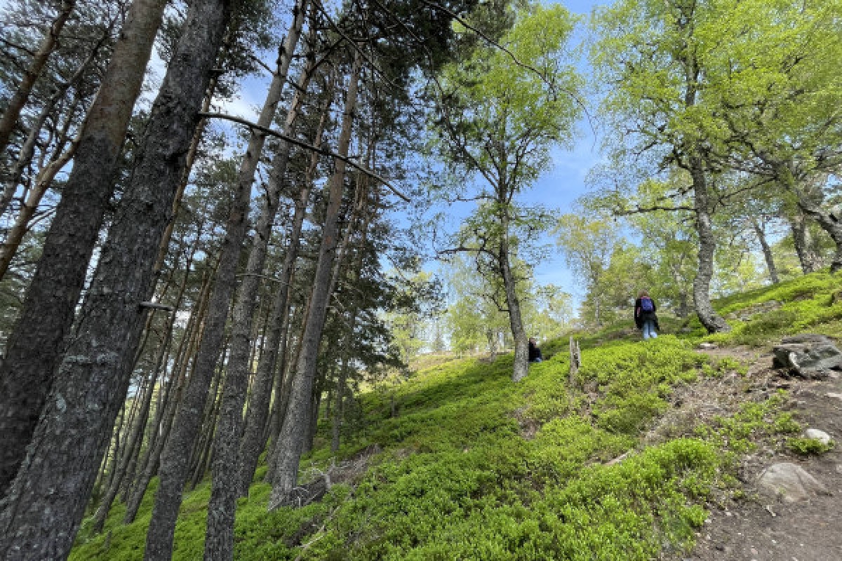 Randonnées guidées du champ de bataille du Linge - Bonjour Alsace