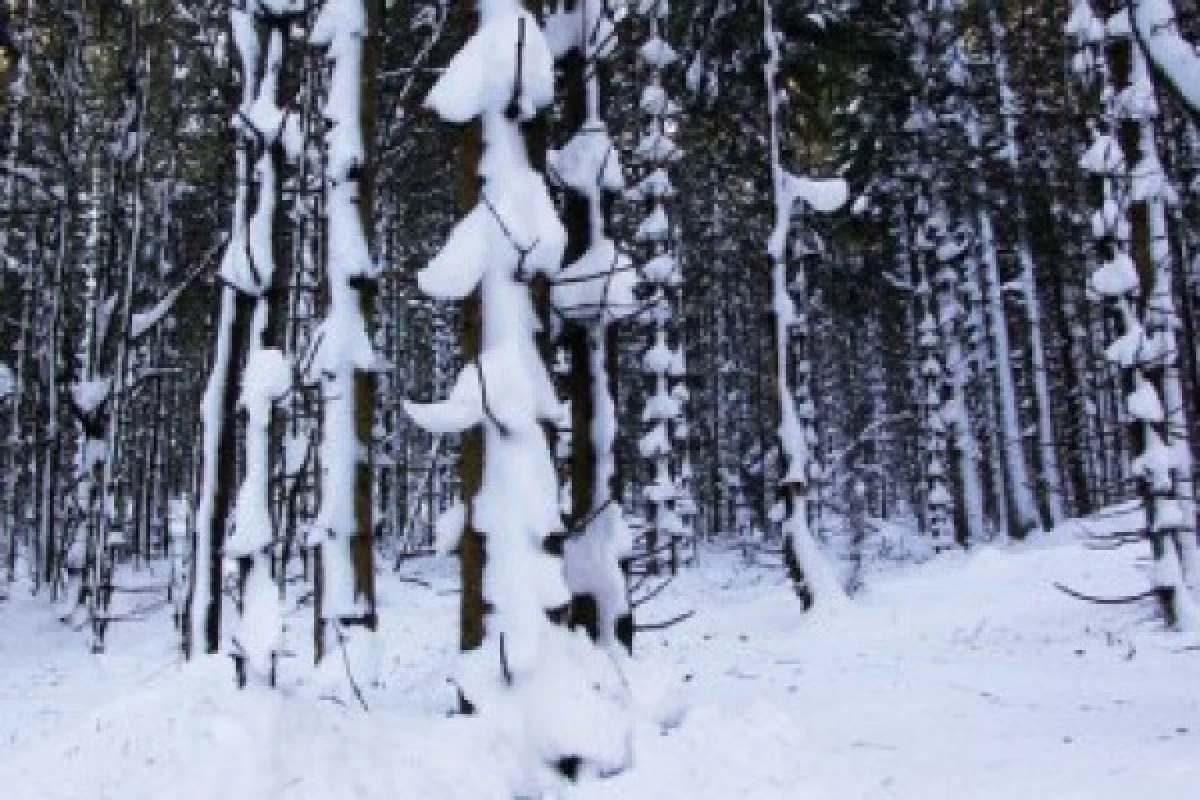 Raquettes à neige au Neuntelstein - Bonjour Alsace