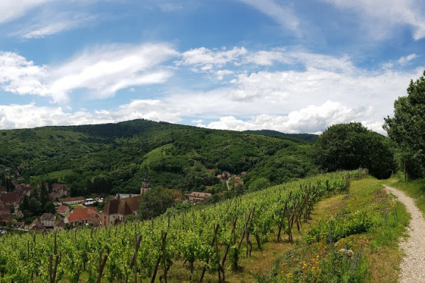 Bonjour Alsace | Rencontrez le vigneron dans son élément!