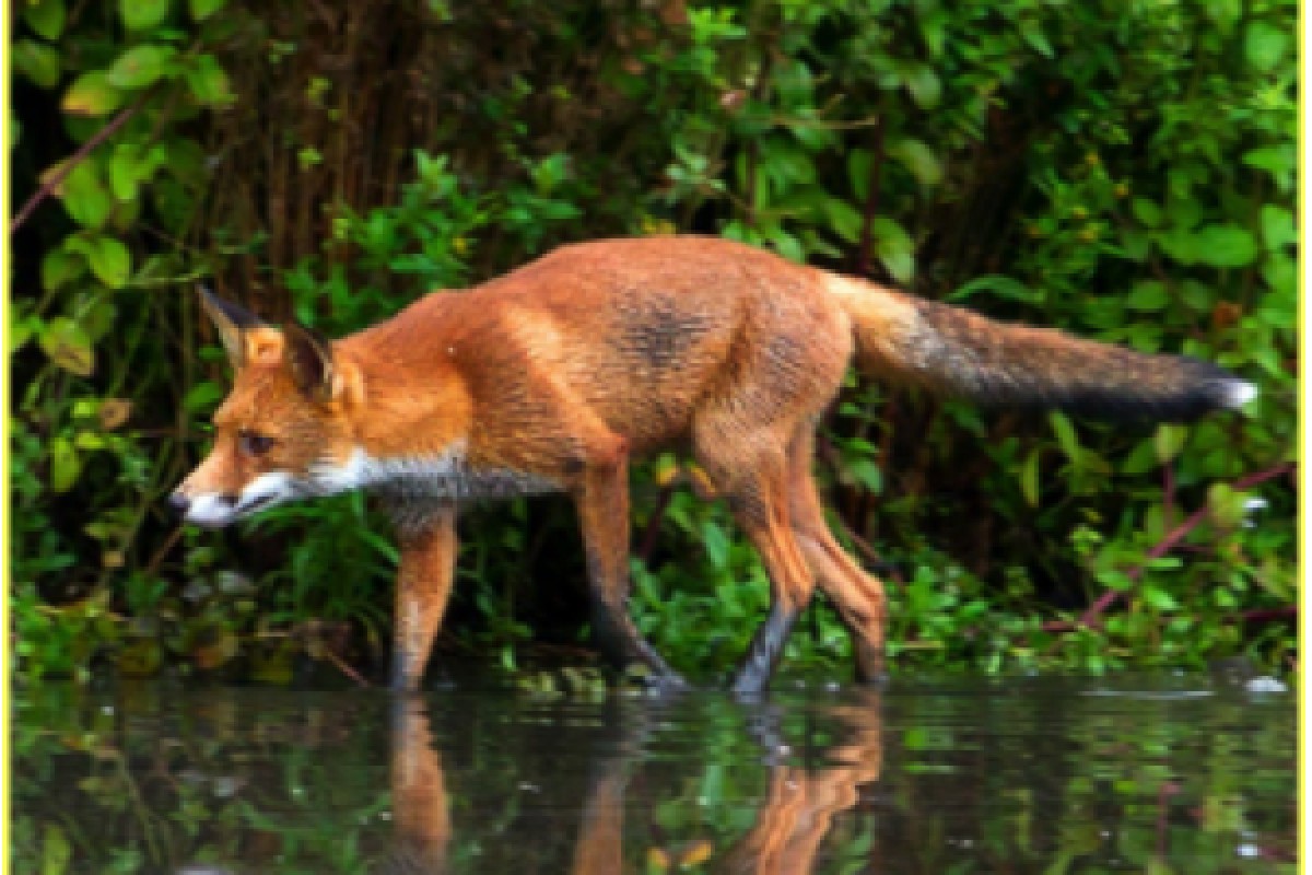 Jeux de piste sur la trace des animaux - Bonjour Alsace
