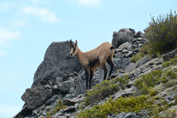 Sortie à la rencontre des chamois - Bonjour Alsace