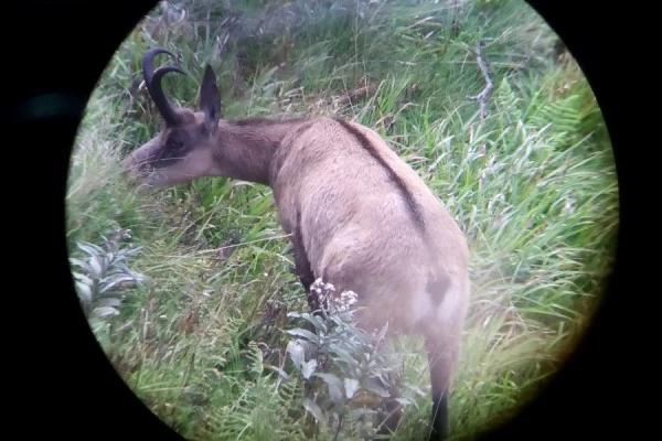 Sortie observation des chamois  au Col de la Schlucht - Bonjour Alsace