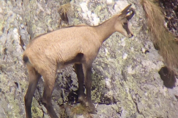 Sortie observation des chamois  au Col de la Schlucht - Bonjour Alsace