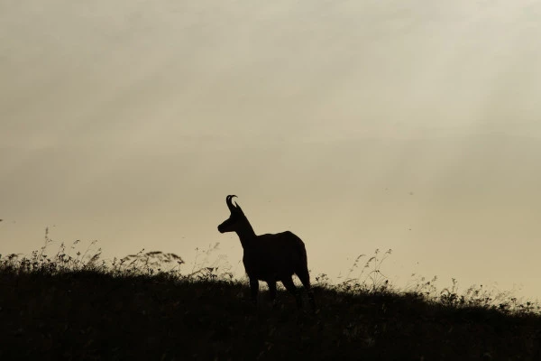 Sortie observation des chamois au Gaschney - Bonjour Alsace